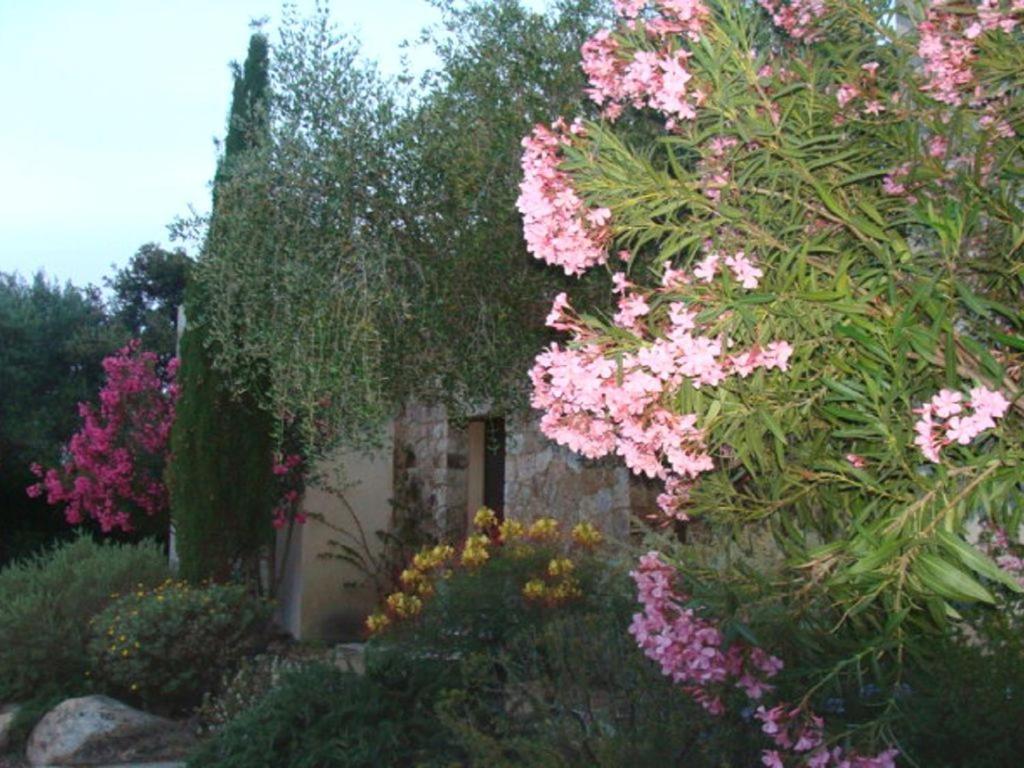 Le Bois De Capra Scorsa Βίλα Belgodère Εξωτερικό φωτογραφία